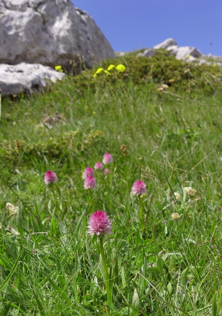 D. sambucina, N. widderi, O. spitzelii nel Parco Nazionale dAbruzzo, Lazio e Molise - giu